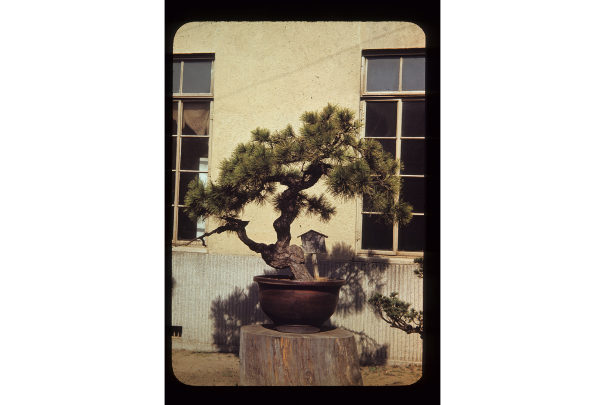 800 year old pine in Imperial Palace Collection, 1949, by Lennox Tierney